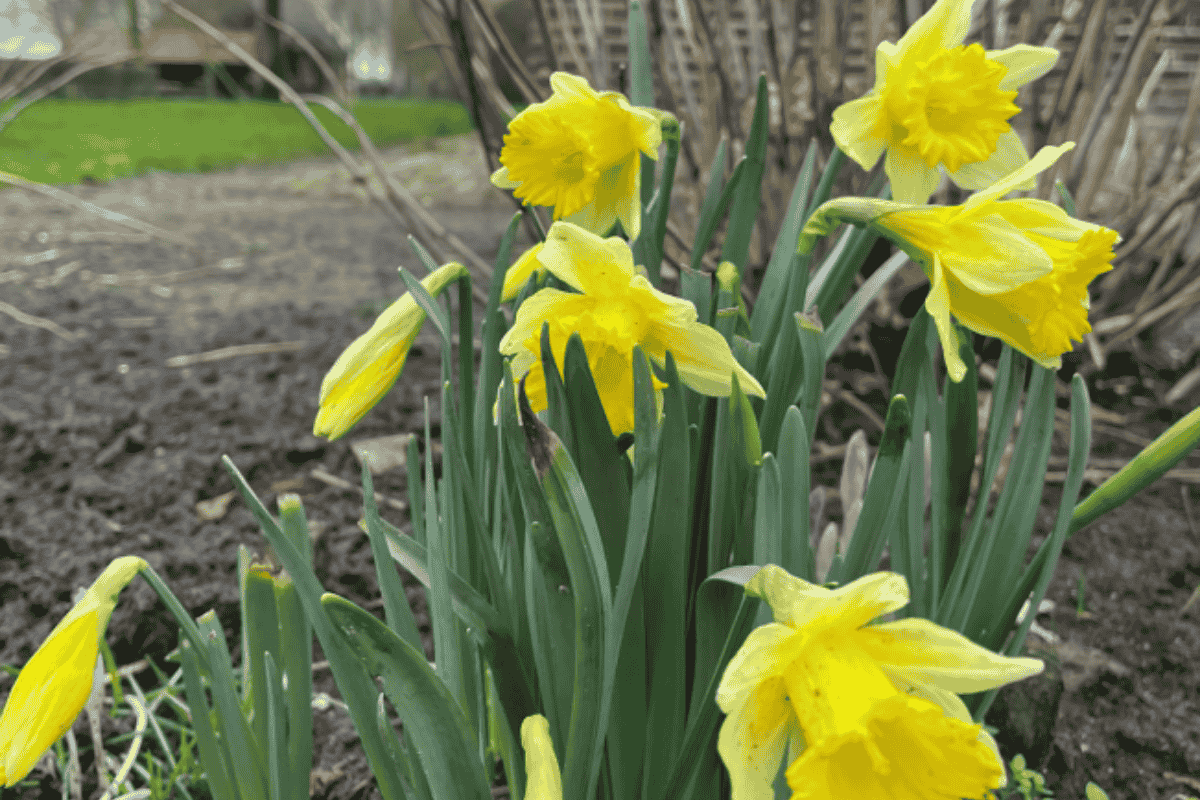 Drents Agrarisch Erfgoed en de Wilde Narcis