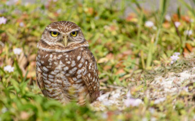 Informatieavond Boerenerven en de Steenuil – 11 maart 2026